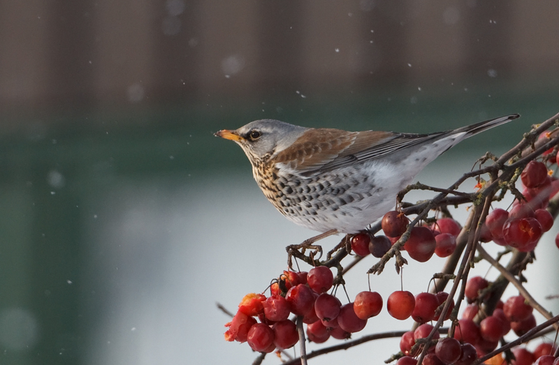 Turdus pilaris Fieldfare Kramsvogel